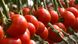 КС 301 F1 - насіння томата, 1000 шт, Kitano 50366 фото 3