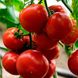 КС 301 F1 - насіння томата, 1000 шт, Kitano 50366 фото 1