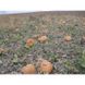 Вест - семена тыквы, 500 г, Lark Seeds 09811 фото 3