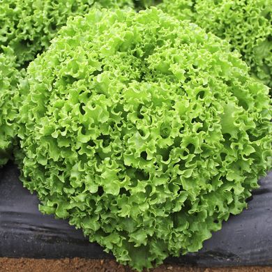 Драгон - насіння салату, 1000 шт (драже), Hazera 57522 фото