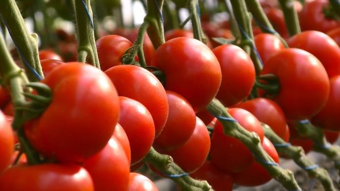 КС 301 F1 - насіння томата, 100 шт, Kitano 50370 фото