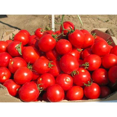 Солероссо F1 - насіння томата, 5000 шт, Nunhems 99382 фото