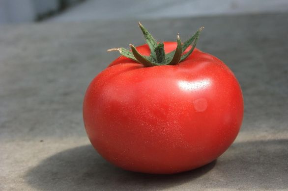 Оазис F1 - насіння томата, 1000 шт, Clause 84999 фото