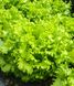 Фанлі - насіння салату, 5000 шт, Syngenta 04692 фото 3