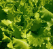 Фанлі - насіння салату, 5000 шт, Syngenta 04692 фото 1