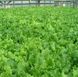 Фанлі - насіння салату, 5000 шт, Syngenta 04692 фото 2