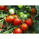Наміб F1 - насіння томата, 1000 шт, Syngenta 75715 фото 4