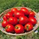 Наміб F1 - насіння томата, 1000 шт, Syngenta 75715 фото 2