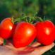 Наміб F1 - насіння томата, 1000 шт, Syngenta 75715 фото 3