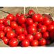 Солероссо F1 - семена томата, 25 000 шт (драже), Nunhems 99384 фото 8