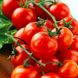 Солероссо F1 - насіння томата, 25 000 шт (драже), Nunhems 99384 фото 6