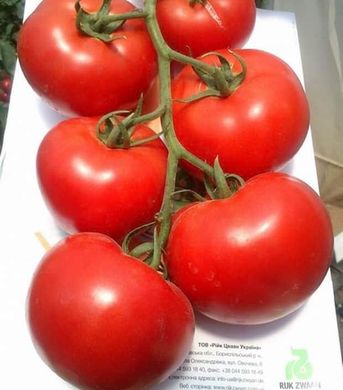 Махітос F1 - насіння томата, 100 шт, Rijk Zwaan 41440 фото