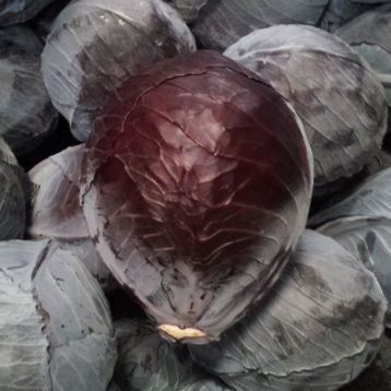 Розера F1 - насіння капусти червонокачанної, 2500 шт, Hazera 31700 фото