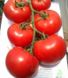 Махітос F1 - насіння томата, 100 шт, Rijk Zwaan 41440 фото 3