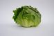 Руморс - насіння салату, 5000 шт, Bejo 69335 фото 3
