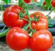 Махітос F1 - насіння томата, 100 шт, Rijk Zwaan 41440 фото 2