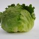 Руморс - насіння салату, 5000 шт, Bejo 69335 фото 1