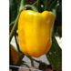 Мохай F1 - насіння солодкого перцю, 500 шт, Esasem 86570 фото 2