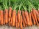 Морковь Трафорд F1, 1 000 000 семян (1.6-1.8), Rijk Zwaan 1091399115 фото 2