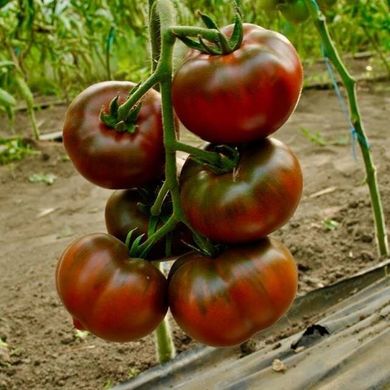 Бронзон F1 - насіння томата, 250 шт, Clause 84990 фото