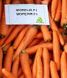 Морква Морелія F1, 25 000 насінин (1.6-1.8), Rijk Zwaan 93245 фото 2