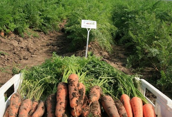 Курасао F1 - насіння моркви, 1 000 000 шт (1.8-2.0), Bejo 61852 фото