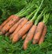 Курасао F1 - семена моркови, 1 000 000 шт (1.8-2.0), Bejo 61852 фото 1