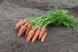 Курасао F1 - насіння моркви, 1 000 000 шт (1.8-2.0), Bejo 61852 фото 2