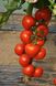 Чероки F1 - семена томата, 500 шт, Esasem 95189 фото 3