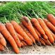 Морква Каротан, 25 000 насінин (1.6-1.8), Rijk Zwaan 59026 фото 3