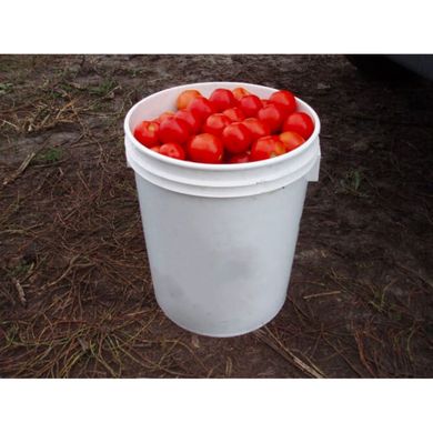 Шаста F1 - насіння томата, 1000 шт, Lark Seeds 03318 фото
