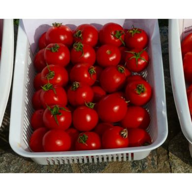 Шаста F1 - насіння томата, 10 000 шт, Lark Seeds 03319 фото