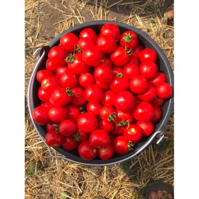 Шаста F1 - семена томата, 1000 шт, Lark Seeds 03318 фото