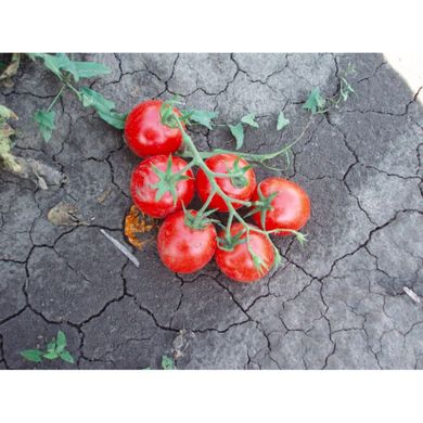 Шаста F1 - семена томата, 10 000 шт, Lark Seeds 03319 фото
