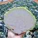 Джинтама F1 - насіння капусти білоголової, 1000 шт, Rijk Zwaan 35241 фото 1