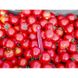 Шаста F1 - насіння томата, 1000 шт, Lark Seeds 03318 фото 5