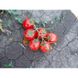 Шаста F1 - насіння томата, 1000 шт, Lark Seeds 03318 фото 8