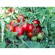 Шаста F1 - насіння томата, 1000 шт, Lark Seeds 03318 фото 6