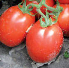 Рио Гранде - семена томата, 500 г, Spark Seeds 03337 фото