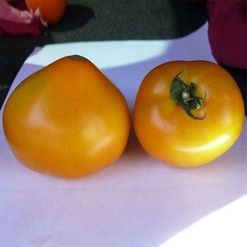 Світ Сан F1 - насіння томата, 2500 шт, Spark Seeds 89200 фото