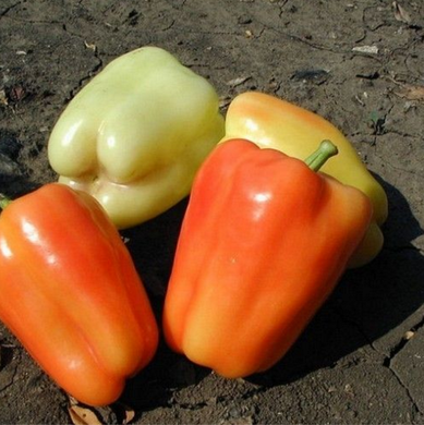 Фламінго F1 - насіння солодкого перцю, 50 г, Clause 56829 фото