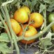 Світ Сан F1 - насіння томата, 2500 шт, Spark Seeds 89200 фото 5