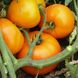 Світ Сан F1 - насіння томата, 2500 шт, Spark Seeds 89200 фото 3