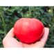 Торбей F1 - семена томата, 50 шт, Bejo (Пан Фермер) 01733 фото 3