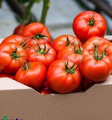 Мамстон F1 - насіння томата, 500 шт, Syngenta 42214 фото