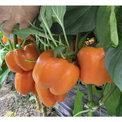 Оранж Босс F1 - семена сладкого перца, 500 шт, Spark Seeds 35211 фото