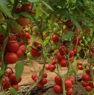 Мамстон F1 - насіння томата, 500 шт, Syngenta 42214 фото
