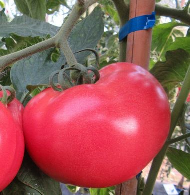 Мамстон F1 - семена томата, 500 шт, Syngenta 42214 фото