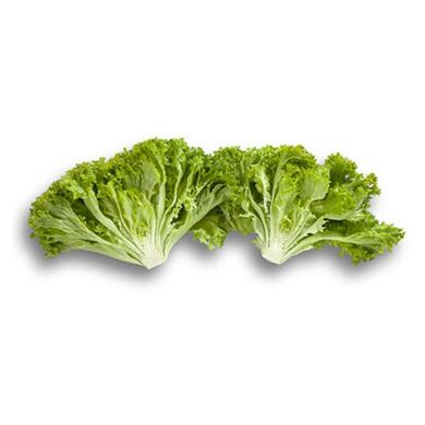 Левістро - насіння салату, 1000 шт (драже), Rijk Zwaan 48171 фото