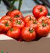Мамстон F1 - насіння томата, 500 шт, Syngenta 42214 фото 1